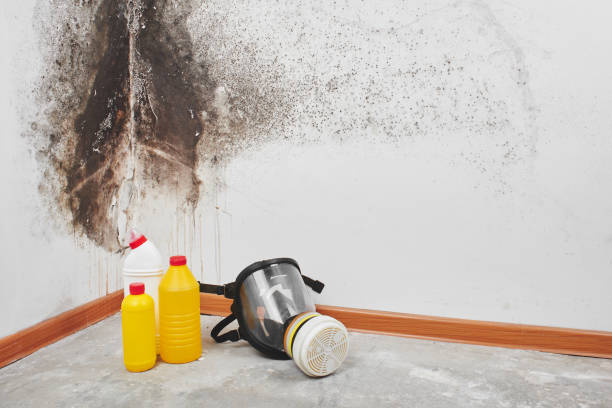 Best Mold Testing  in Edgewood, WA