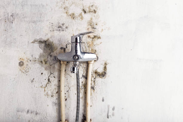 Best Fast Mold Removal  in Edgewood, WA