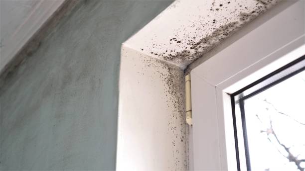 Best Crawl Space Mold Removal  in Edgewood, WA