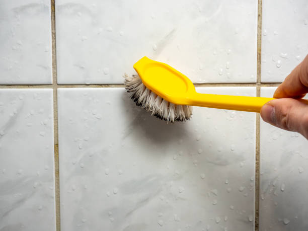 Edgewood, WA Mold Removal Company