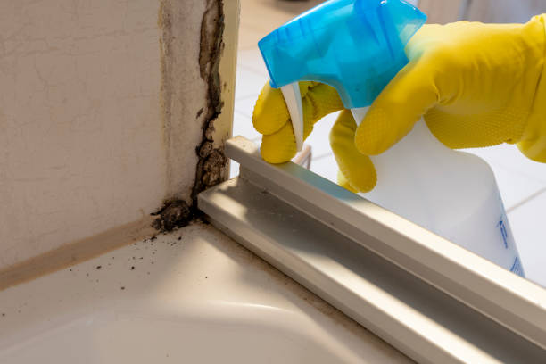 Best Local Mold Removal Service  in Edgewood, WA
