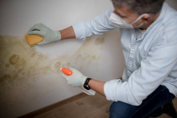 Best Residential Mold Removal  in Edgewood, WA