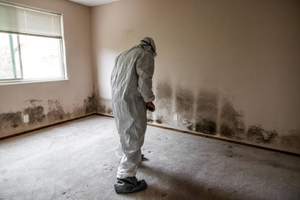 Best Mold Damage Repair  in Edgewood, WA