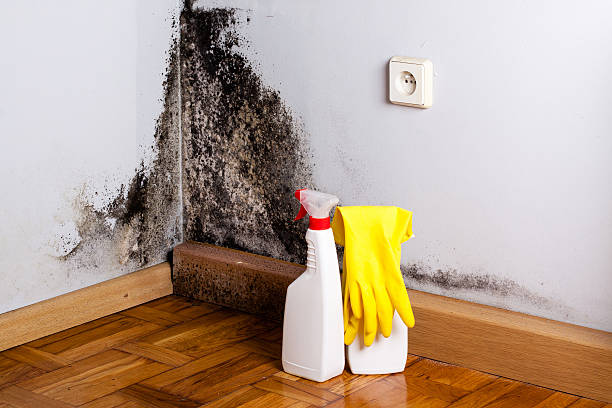 Best Professional Mold Removal  in Edgewood, WA