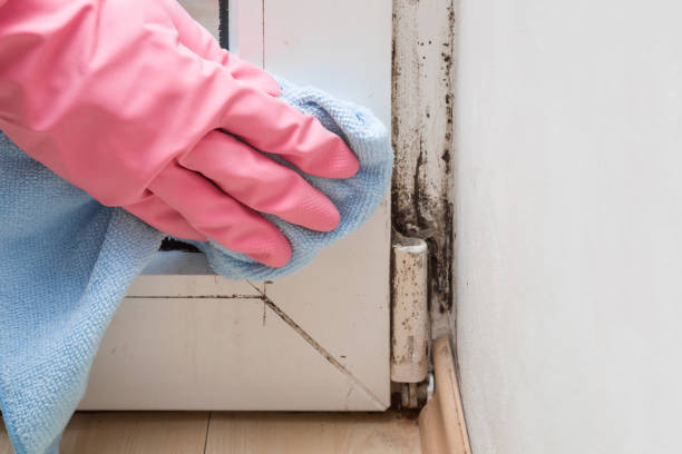 Best Mold Testing  in Edgewood, WA