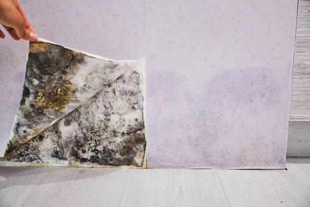 Best Toxic Mold Removal  in Edgewood, WA